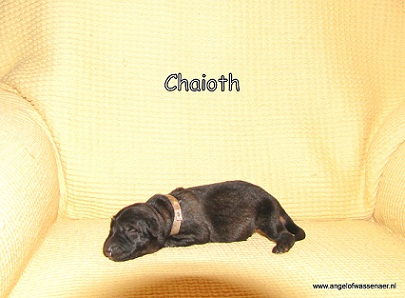 Chaioth